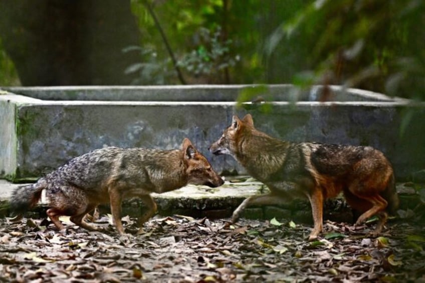 Typically considered shy creatures, jackals are increasingly coming into contact with huma