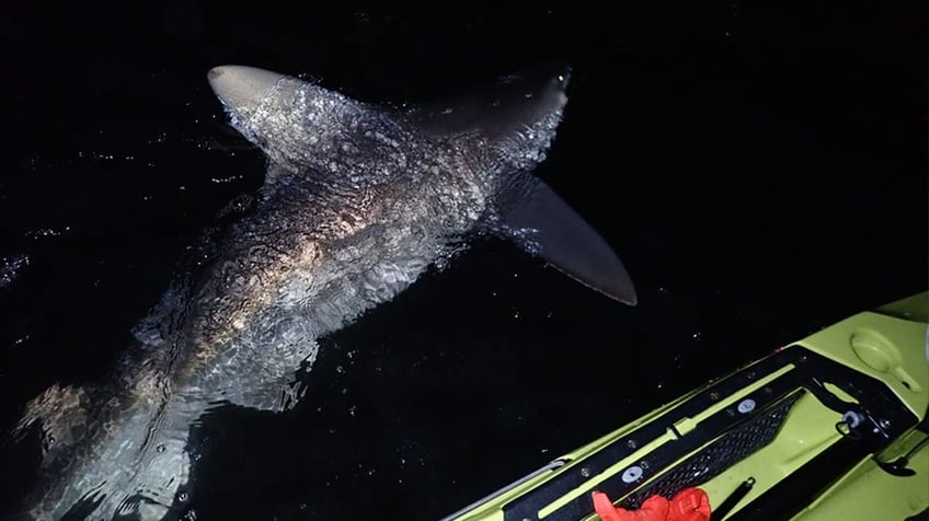 half eaten fish reeled in by connecticut anglers shows real problem fishermen face nationwide