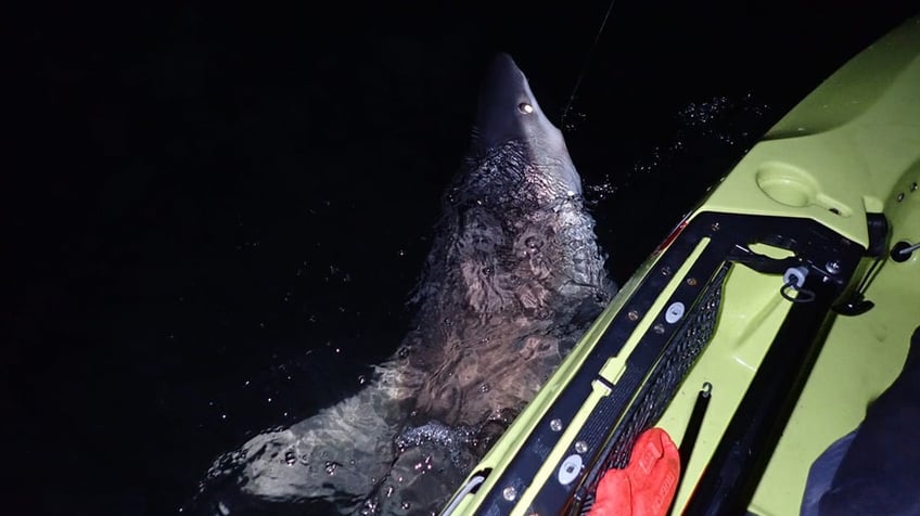 half eaten fish reeled in by connecticut anglers shows real problem fishermen face nationwide