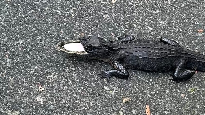 half mouthed alligator avoids capture in florida i felt terrible for him