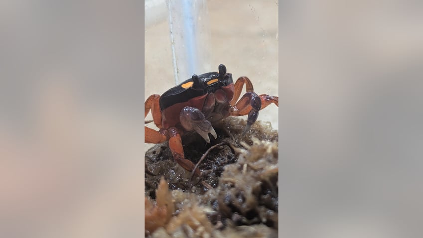 denver zoo halloween crab