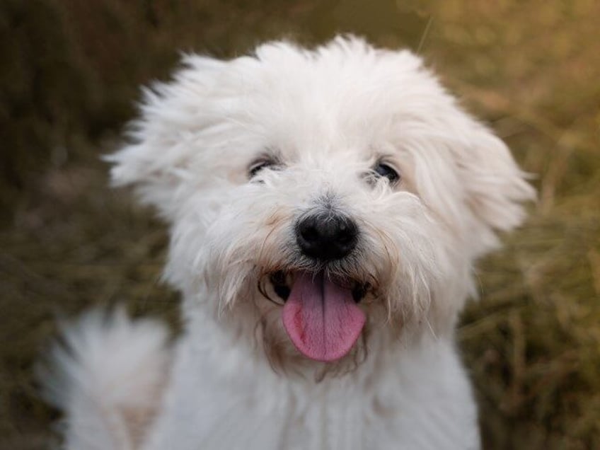 hamas poses for photo with freed hostage and cute puppy