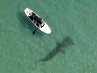 Hammerhead shark in Florida caught on video circling paddleboarders