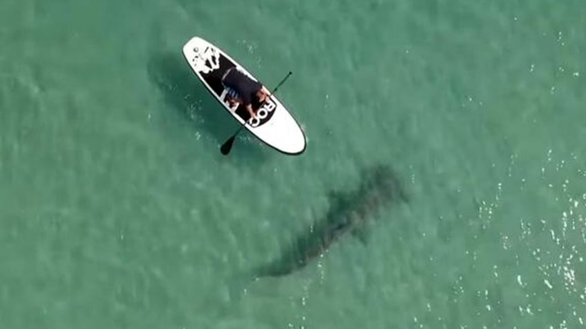 Hammerhead shark in St. Petersburg, Florida.