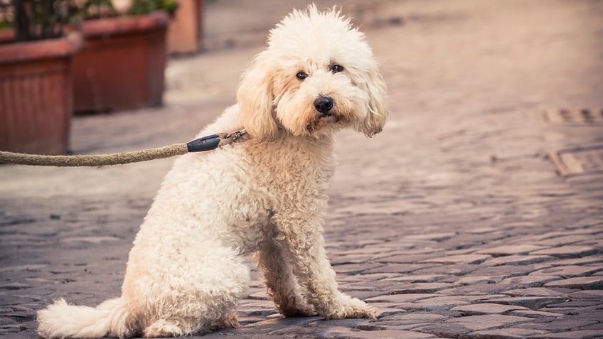 sad dog on the street