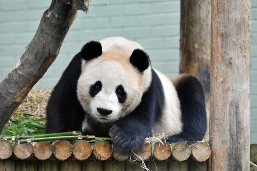 hard to bear uks only pandas return to china