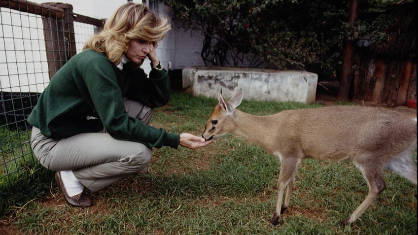 Stefanie Powers tending to an animal.