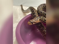 Hawaii store employees discover 2-foot snake in Christmas tree shipping container