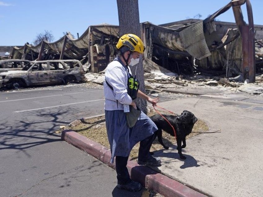 hawaii wildfires just 3 percent of affected areas have been searched with cadaver dogs