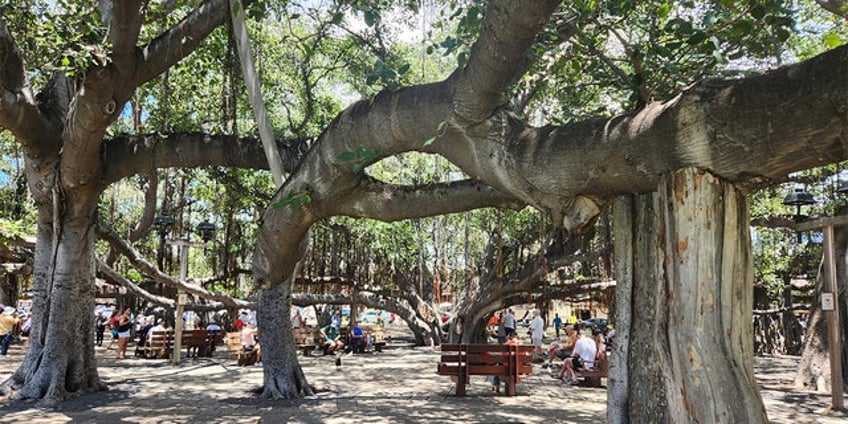 hawaii wildfires lahaina was a vacation paradise before tragedy struck