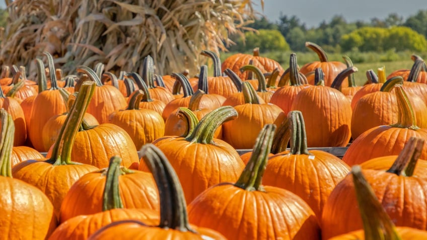 health benefits of eating pumpkin including youthful appearance and weight loss