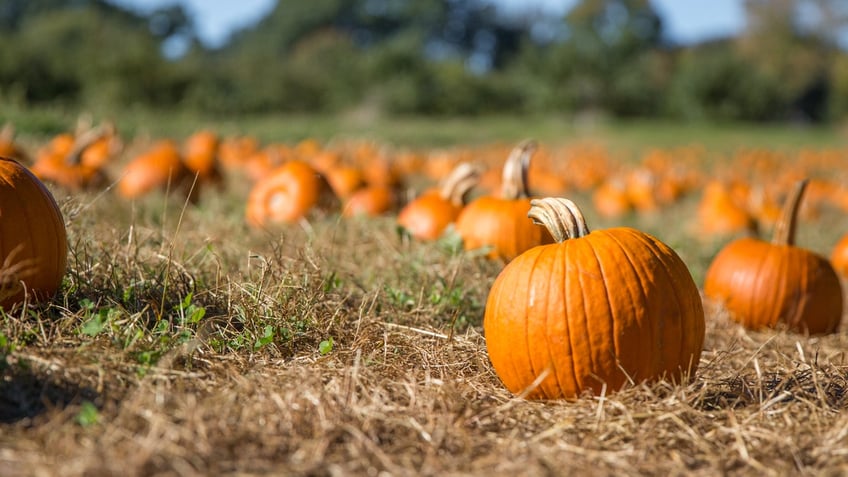 health benefits of eating pumpkin including youthful appearance and weight loss