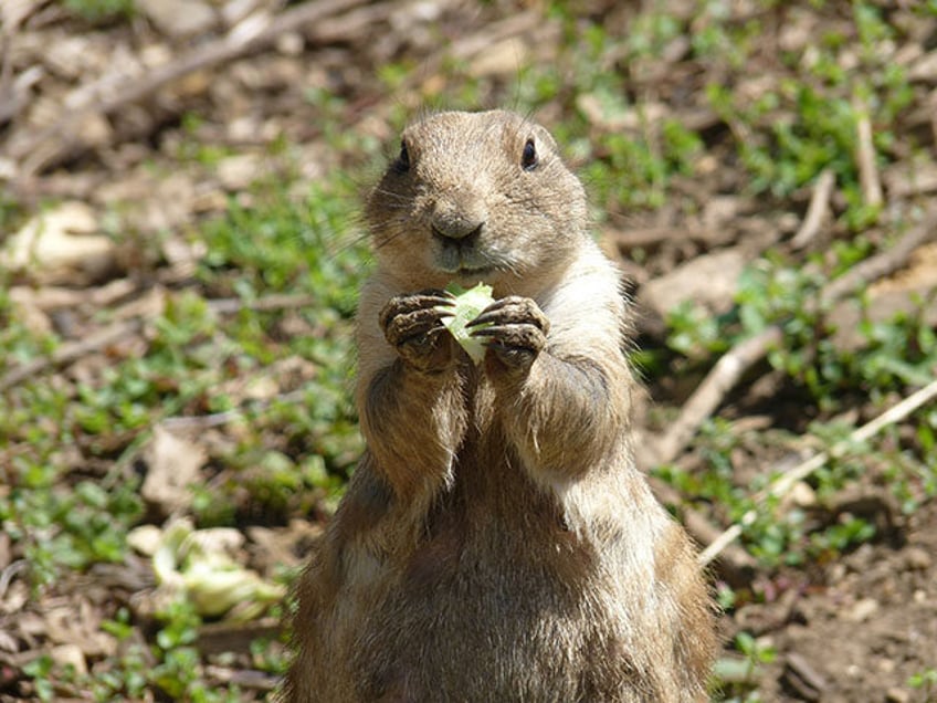 prarie dog arizona plague