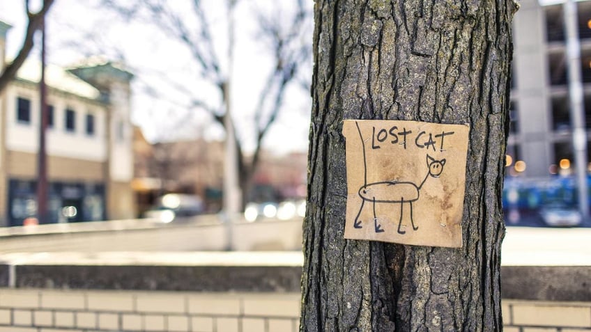 lost cat sign