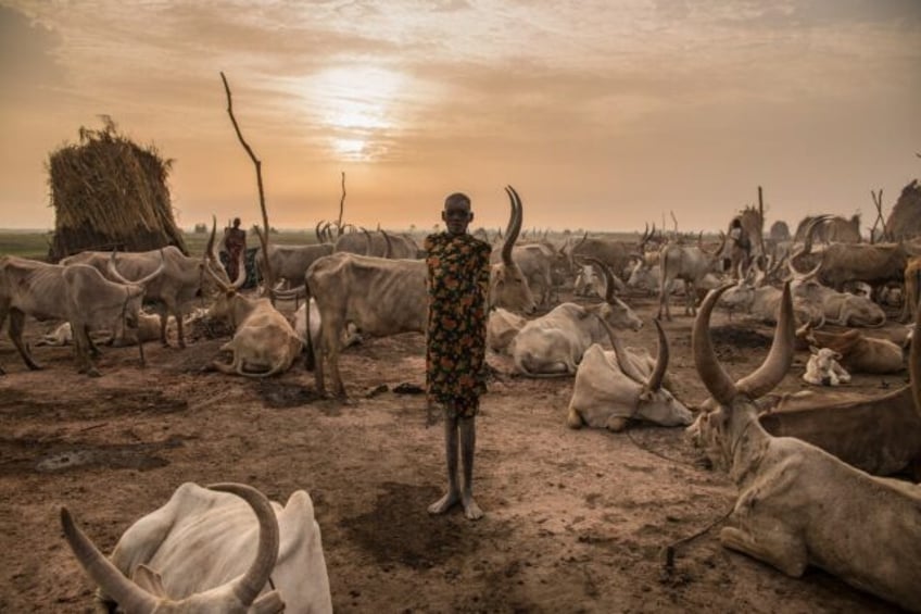 heat stress could threaten health of one billion cows