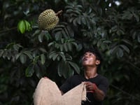 Heatwave hammers Thailand’s stinky but lucrative durian farms