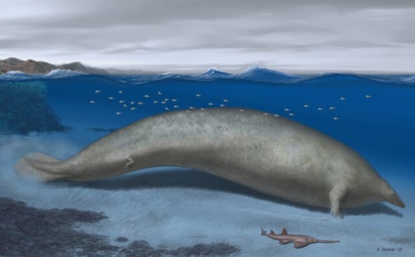 heaviest animal ever scientists discover massive ancient whale