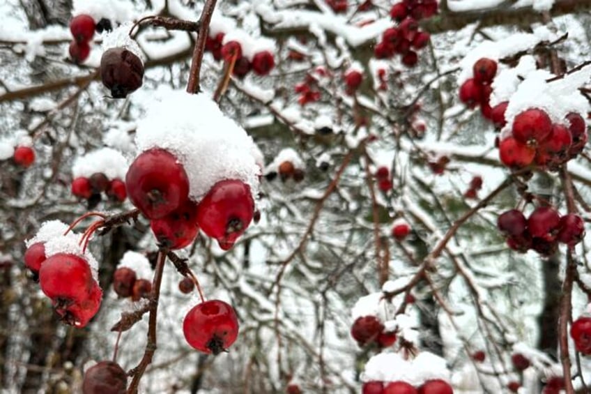 heavy snowfall drops tree branches onto power lines causing outages in new england