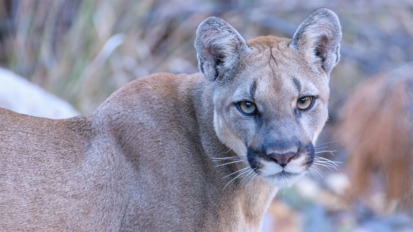 california mountain lion