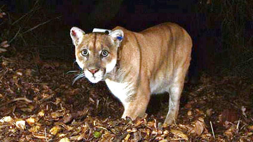 The mountain lion called P-22