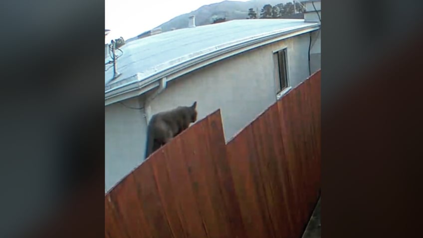 Big cat walking along fence