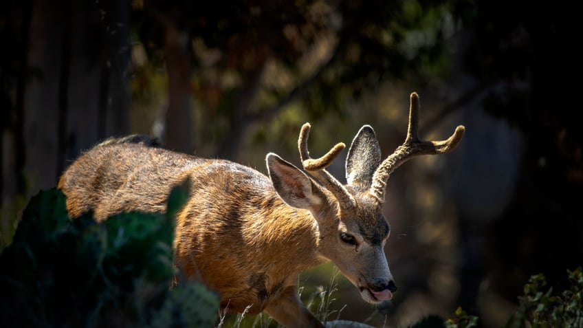 helicopter hunt california residents horrified by plan to curb islands deer population violent and ugly