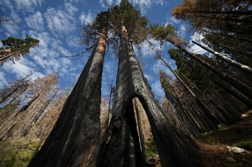 helping or hindering us scientists debate how to save giant sequoias