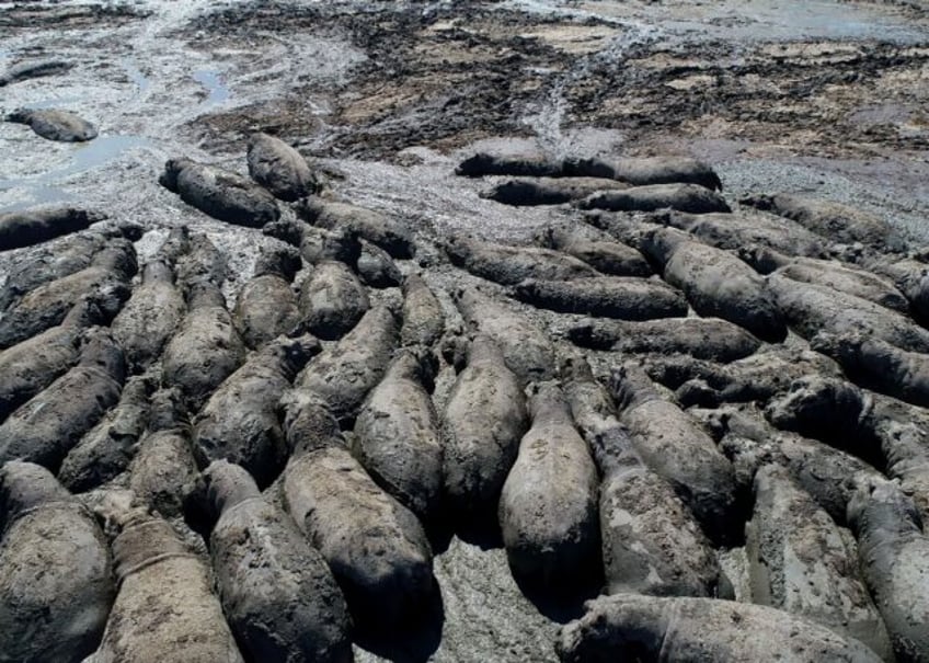 Herds of hippos are in danger of dying as ponds in Botswana dry up