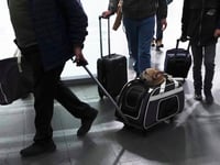 Here’s what to know if you are traveling abroad with your dog
