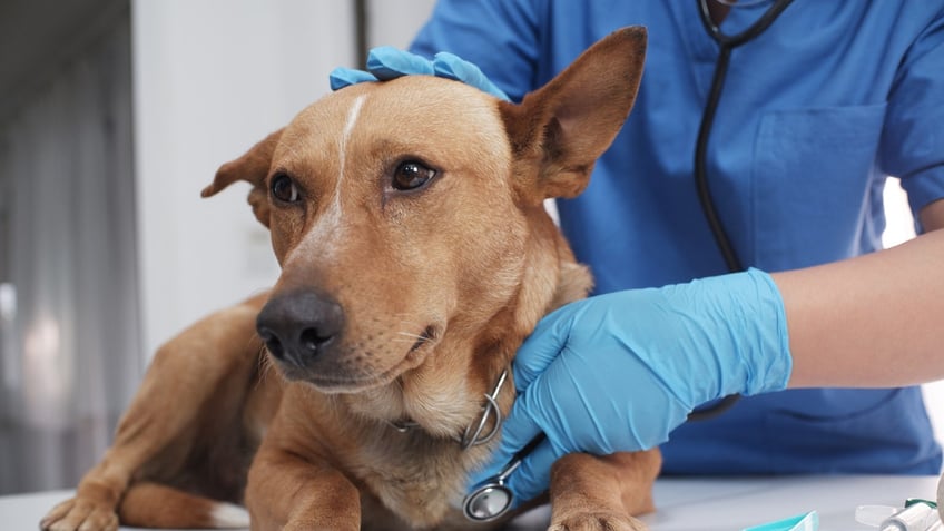 A sick dog is tended to by a veterinarian.