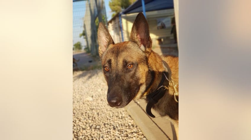 hero dogs israels canine unit saved lives by spotting hamas terror traps saving civilians near gaza strip