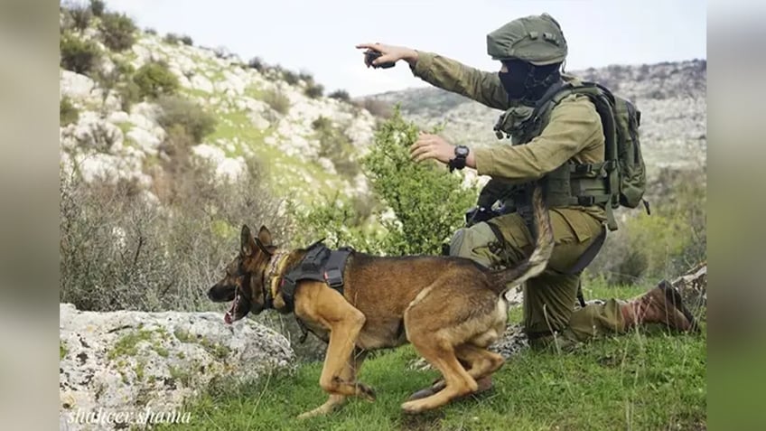 hero israeli k 9 unit credited with rescue of over 200 civilians during hamas terror attack