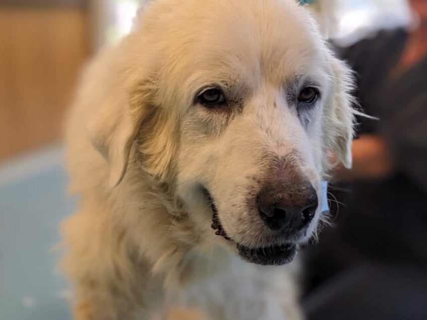 hes a celebrity great pyrenees finds forever home after saving foster family from boat fire