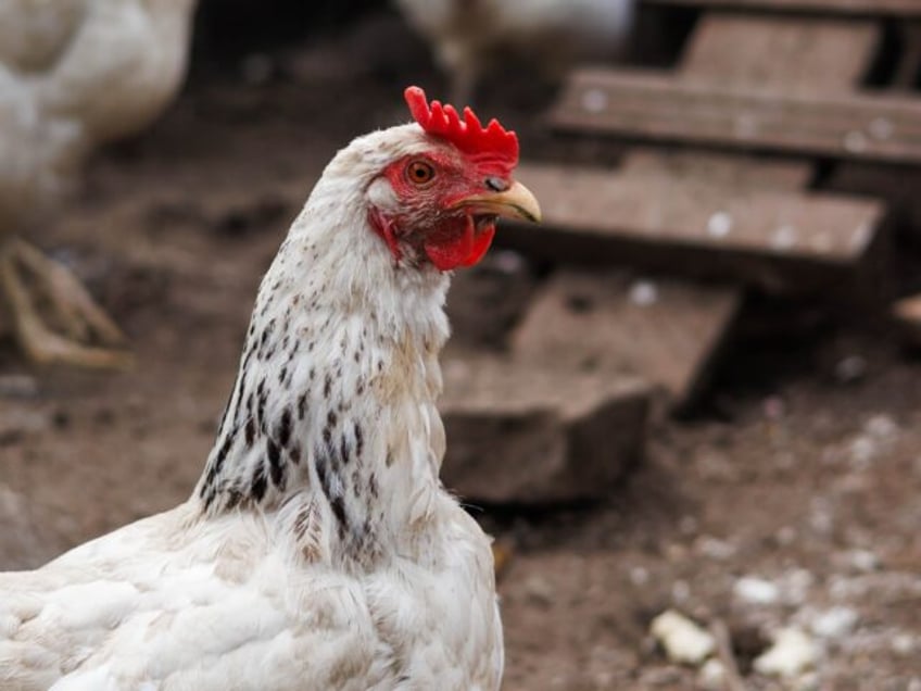 Chicken Hezbollah (Getty)