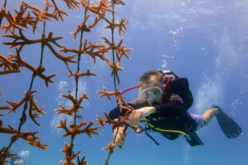 high ocean temperatures are harming the florida coral reef rescue crews are racing to help