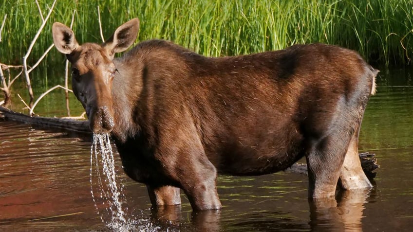 hiker on trail near colorado springs trampled by a moose