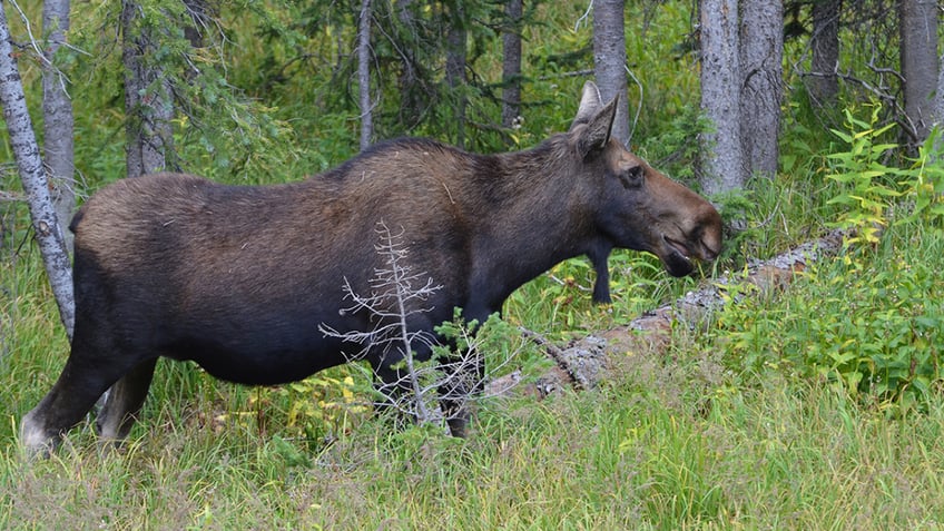 hiker on trail near colorado springs trampled by a moose