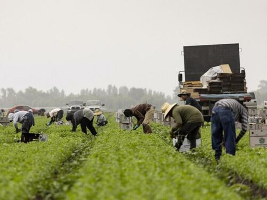 hold the lettuce bring the raids trump reinstates immigration enforcement on farms hotels meat plants