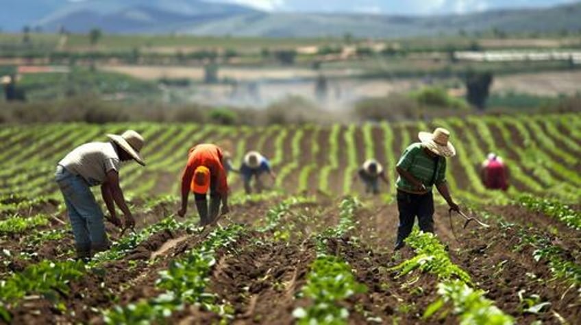 hold the lettuce bring the raids trump reinstates immigration enforcement on farms hotels meat plants