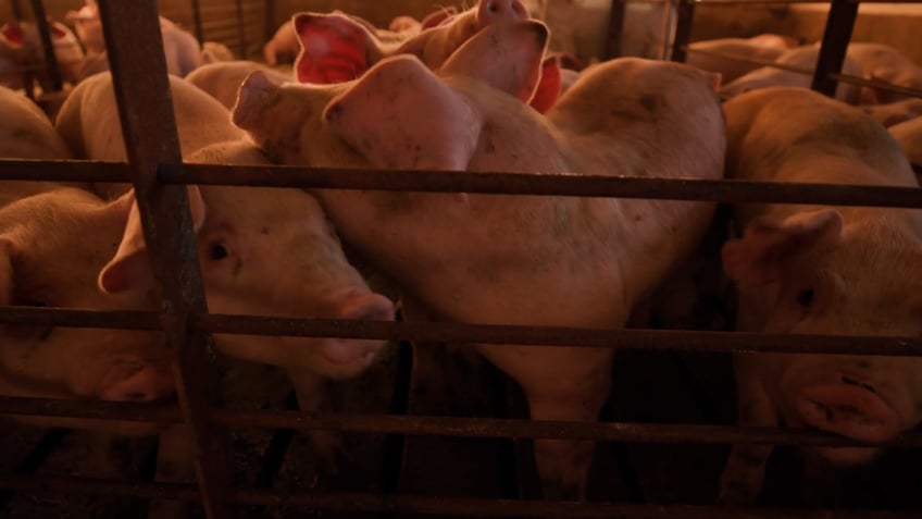 hollywood pigs out with unfair claim of environmental racism at hog farms