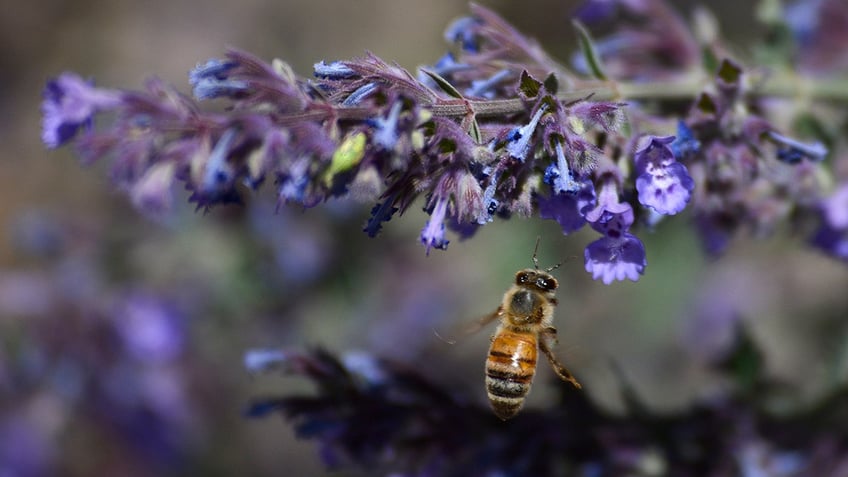 Honeybee approaches catmint plant