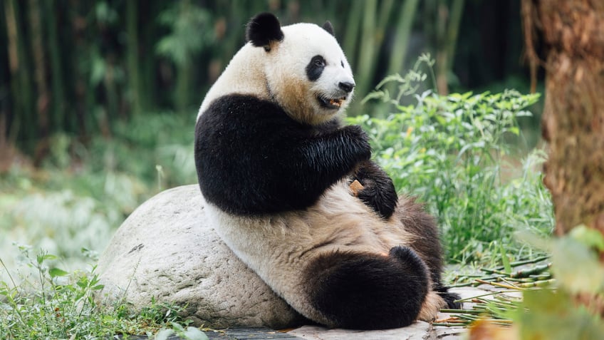 Panda-Bear