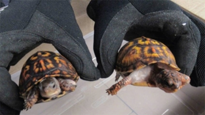 Eastern Box Turtles