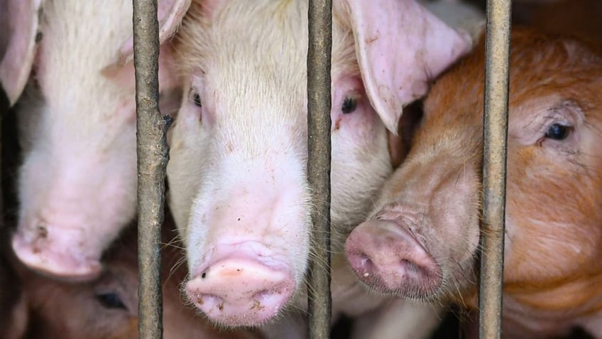 Three pigs in a cage