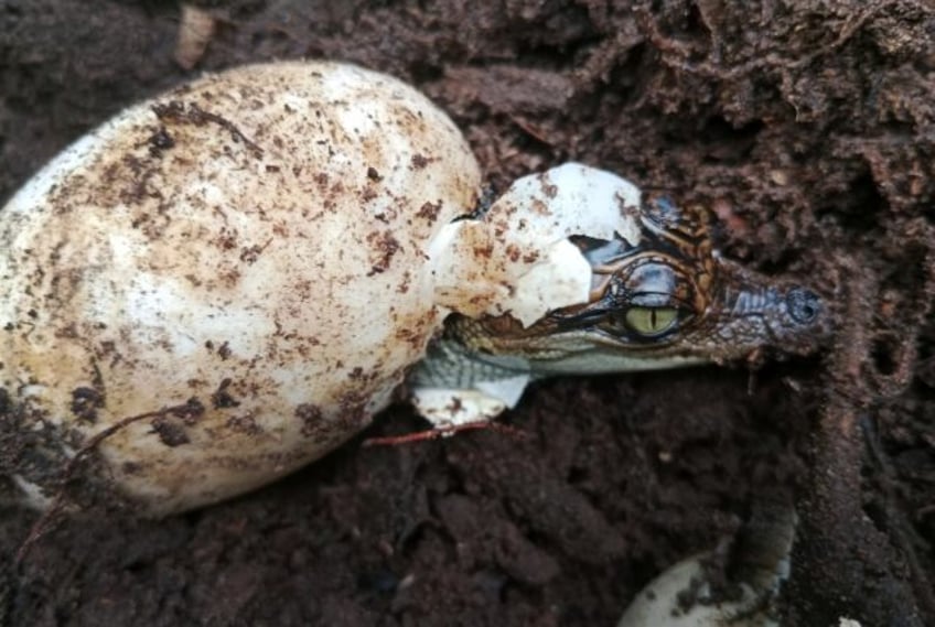 A group of 60 rare Siamese crocodiles have hatched in Cambodia, boosting hopes for one of