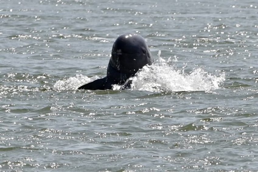 Irrawaddy dolphins feature on the "Red List" of endangered wildlife by the International U