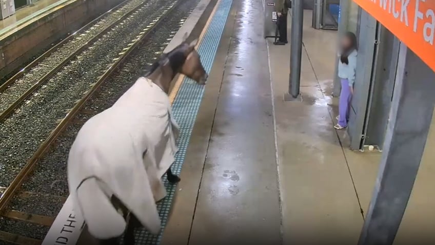 Horse runs along Australia train platform