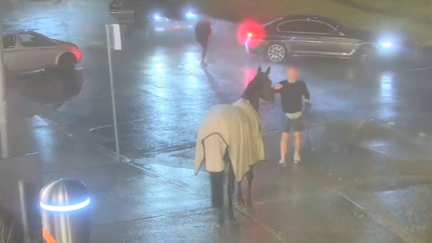 Horse at train station in Australia