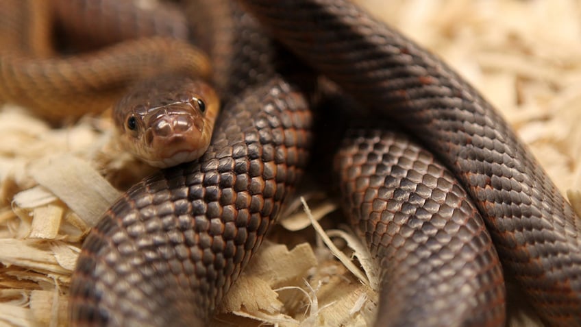 a coiled rat snake
