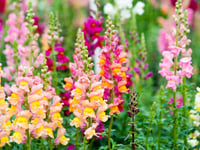 Hot flower trends for 2024: Here's what's in and what's out in the world of blooms